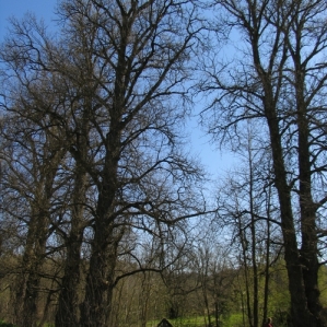 Penkios Bubių tuopos
