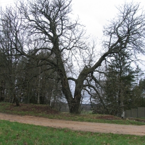 Dirvonų kaštonas